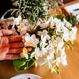 Orchidée Nazaré blanche avec cache-pot Scandic cuivre - Phalaenopsis - H 25 cm, pot Ø9 cm
