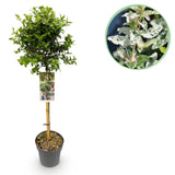 Fusain Harlequin sur tige - Euonymus fortunei - H 90 cm, pot Ø19 cm
