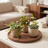 Baby Peperomia - Hope, Pepperspot et prostrata - lot de 3