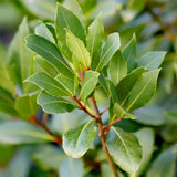 Laurier-sauce sur tige - Laurus nobilis - H 90 cm, pot Ø19 cm