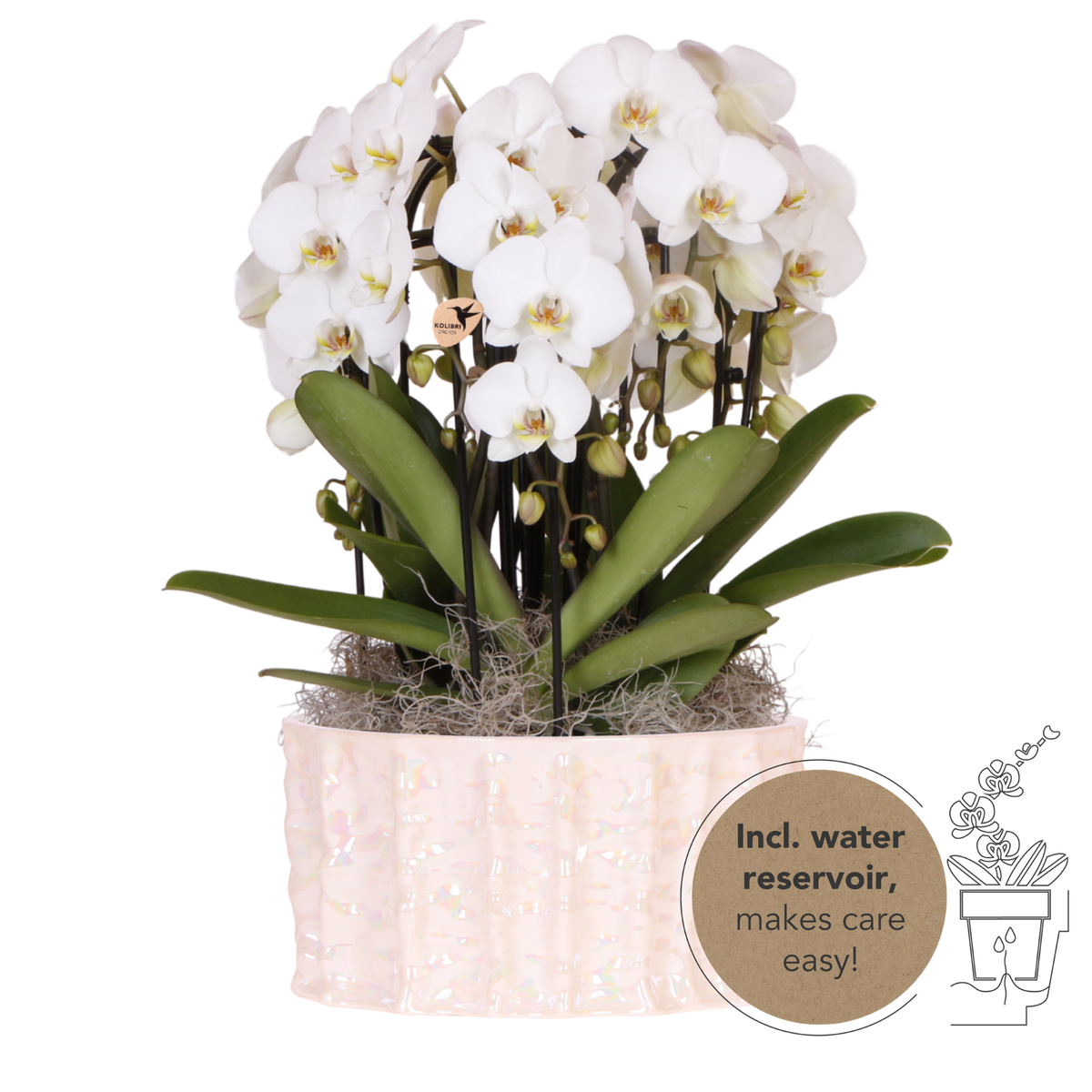 Orchidées Phalaenopsis blanches Niagara Fall en coupe Oyster - bouquet de 3 - H 50 cm, pots Ø12 cm
