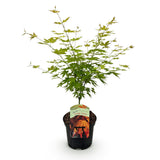 Érable du Japon Orange Dream - Acer palmatum - H 70 cm, pot Ø19 cm