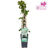 Hortensia grimpant - Hydrangea petiolaris - H 65 cm, pot Ø15 cm