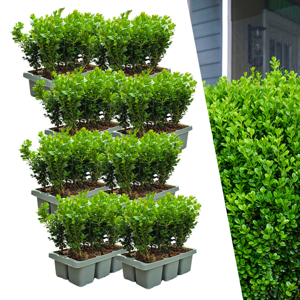 Buis NewGen Freedom en godet - 48 plants - H 15 cm, pot Ø7 cm