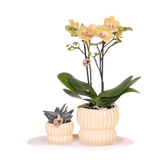 Orchidée Phalaenopsis jaune Blossom Lima et succulente - coffret Horizon jaune - pot Ø9 cm