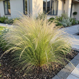 Stipa Ponytails - Cheveux d'ange - H 15-25 cm, pot Ø11 cm - photo 6
