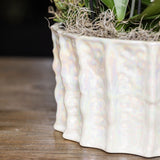 Orchidées Phalaenopsis blanches Niagara Fall en coupe Oyster - bouquet de 3 - H 50 cm, pots Ø12 cm
