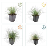 Fétuque bleue Elijah Blue en godet - Festuca glauca - H 10-25 cm, pot Ø9 cm - photo 4
