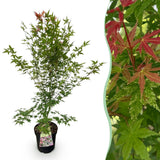 Érable du Japon Phoenix - H 90 cm, pot Ø26 cm