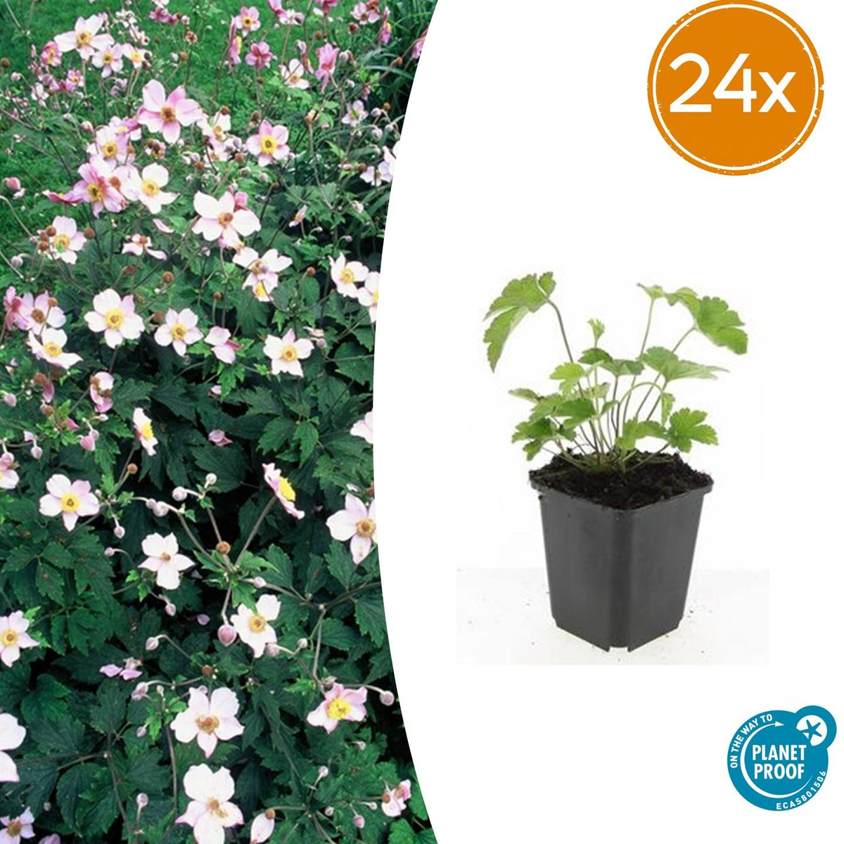 Anémone du Japon Robustissima en godet - Anemone tomentosa - H 10-25 cm, pot Ø9 cm - photo 7