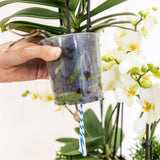 Orchidées Phalaenopsis jaunes Botanic Yellow en panier Cotton - bouquet de 3 - H 30 cm, pots Ø9 cm