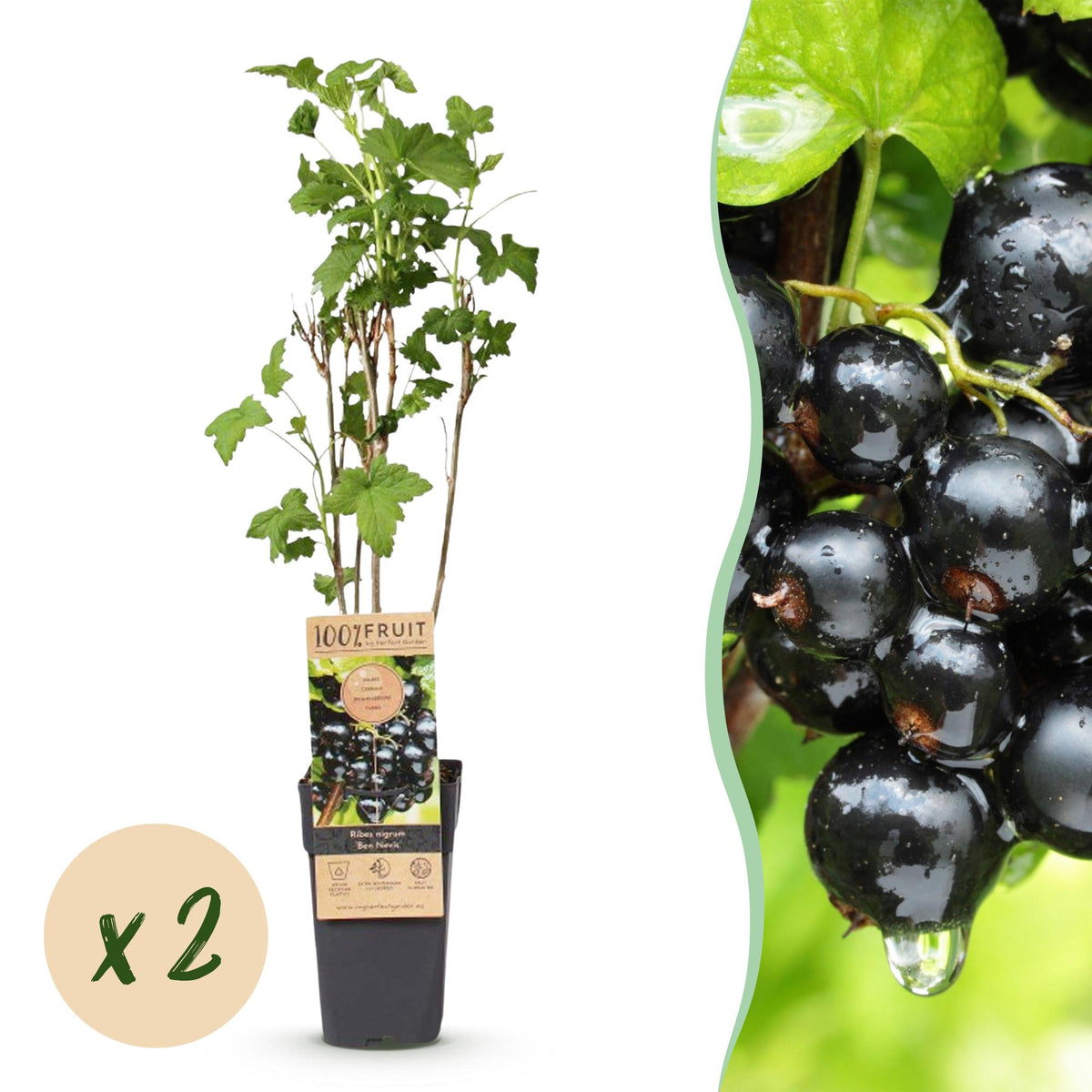 Cassissier Ben Nevis - Ribes nigrum - 2 plants - H 50 cm, pot Ø15 cm