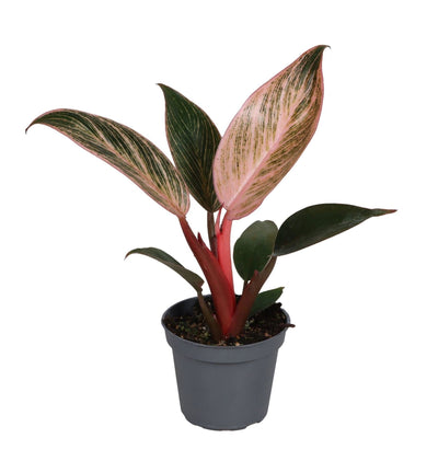 Mini Philodendron Pink Bikini - Philodendron hybride - H 10 cm, pot Ø6 cm
