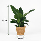 Philodendron Imperial Green | Pot 19 cm