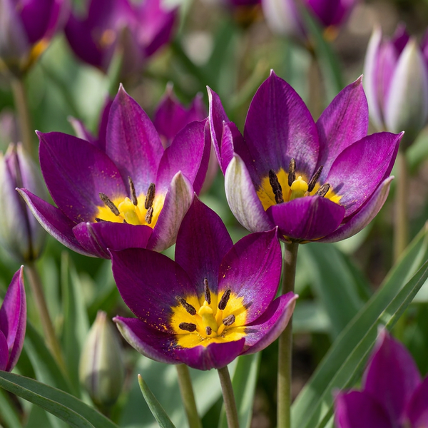 Tulipe botanique Persian Pearl - calibre 6/7