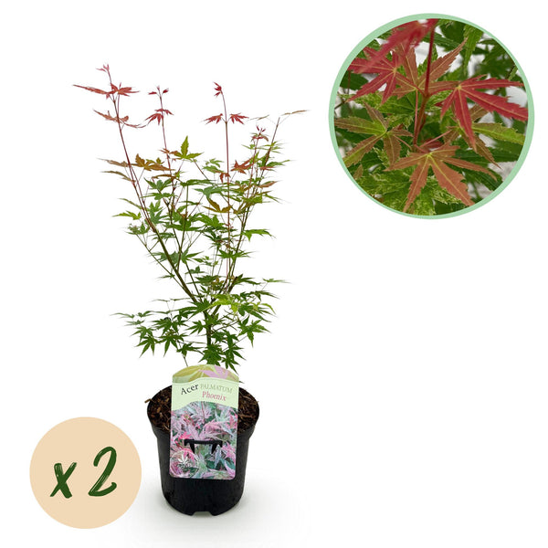 Érables du Japon Phoenix - 2 plants
