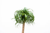 Beaucarnea XXL - 210cm - 180cm