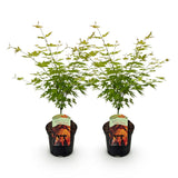 Érables du Japon Orange Dream - 2 plants - H 70 cm, pot Ø19 cm