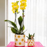 Set orchidée Albenga jaune et succulente - cache-pots Smiley - H 35 cm, pot Ø9 cm