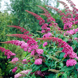 Buddleia Pink Delight - Arbre aux papillons rose - H 45 cm, pot Ø17 cm