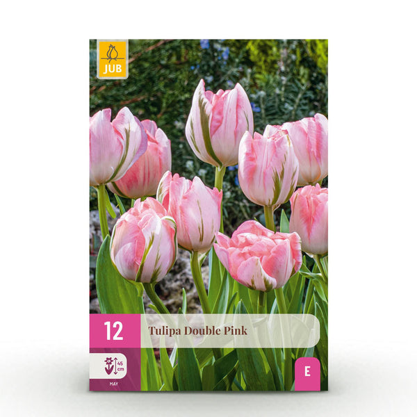 Tulipe double rose - calibre 11/12