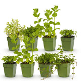 Kit de vivaces aromatiques à tisane - 8 plants pour 1 m² - H 25 cm, pot Ø11 cm