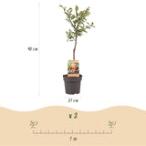 Prunier Victoria - Prunus domestica - H 90 cm, pot Ø21 cm