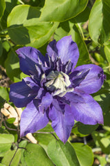 Clématite Multi Blue - Clématite à grandes fleurs - 4 plants - H 65 cm, pot Ø15 cm