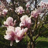 Magnolia de Soulange - fleurs rose pâle - H 45 cm, pot Ø17 cm
