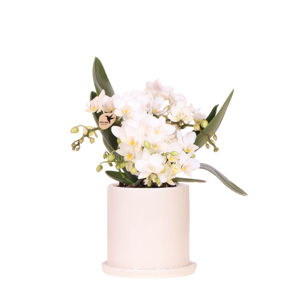 Orchidée Phalaenopsis blanche Botanic Nazaré avec cache-pot Melody crème - H 30 cm, pot Ø9 cm