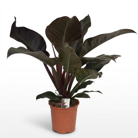 Philodendron Imperial Red | Pot 19 cm