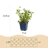 Kit de vivaces couvre-sol - 24 plants pour 3 m² - H 25 cm, pot Ø11 cm