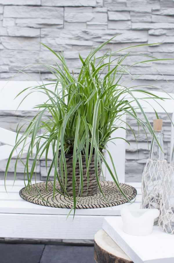 Laîche Ice Dance - Carex morrowii - 3 plants