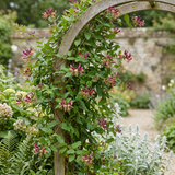 Chèvrefeuille de Henry - Lonicera henryi - H 35 cm, pot Ø9 cm - photo 4