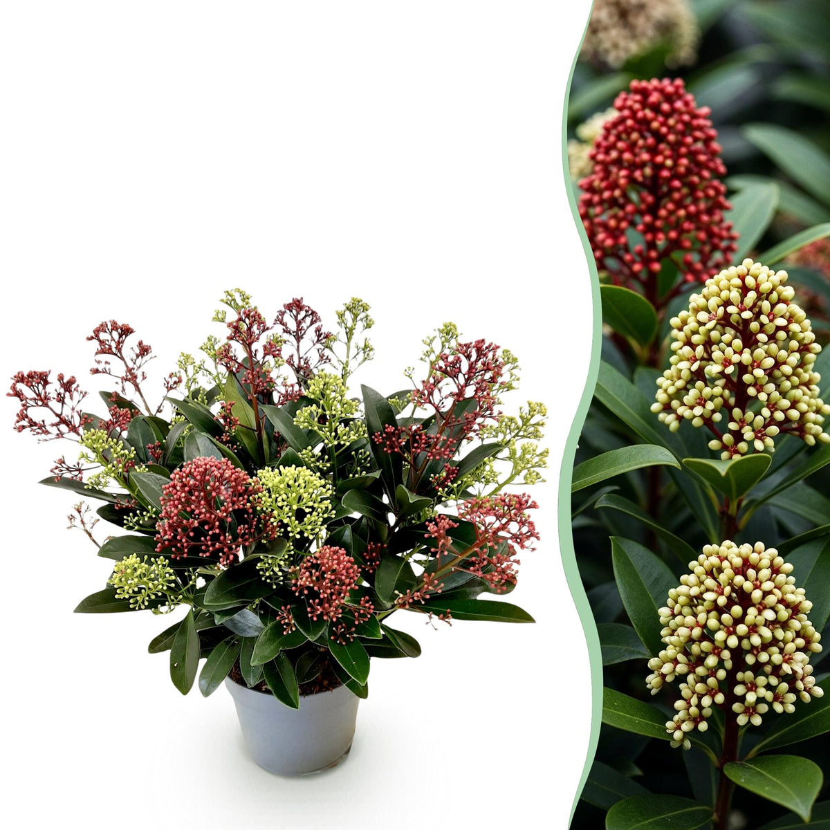 Skimmia japonica Festival - H 30 cm, pot Ø15 cm
