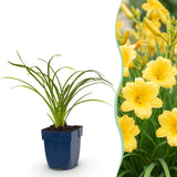 Hémérocalle naine Stella d'Oro - H 15-25 cm, pot Ø11 cm