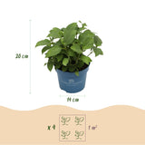 Hortensias Endless Summer en mélange - H 20-25 cm, pot Ø14 cm