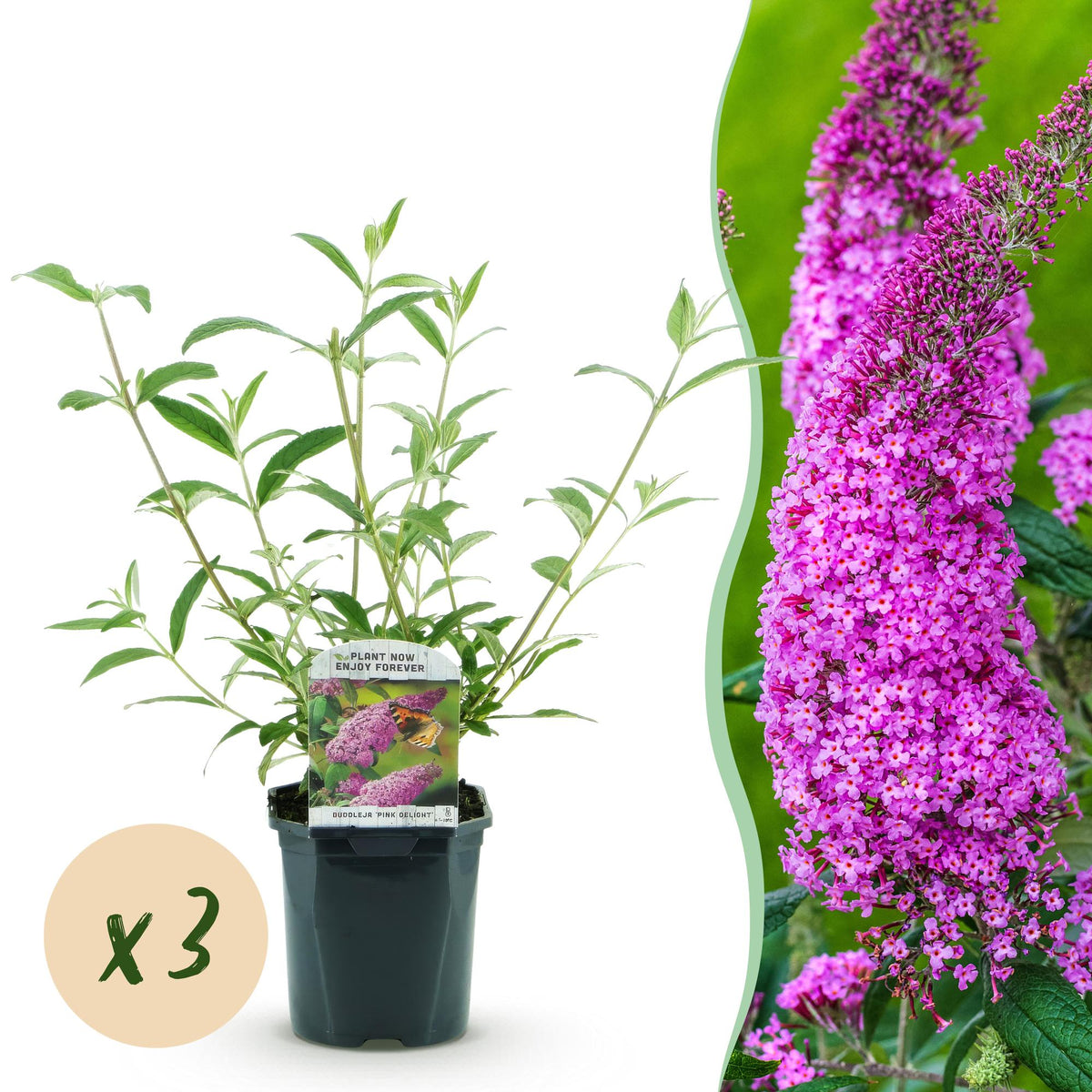 Buddleia Pink Delight - Arbre aux papillons rose - H 45 cm, pot Ø17 cm