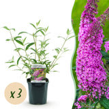 Buddleia Pink Delight - Arbre aux papillons rose - H 45 cm, pot Ø17 cm