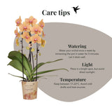 Orchidée Phalaenopsis orange et rose Niagara Fall Sunny Bunny avec cache-pot Horizon jaune