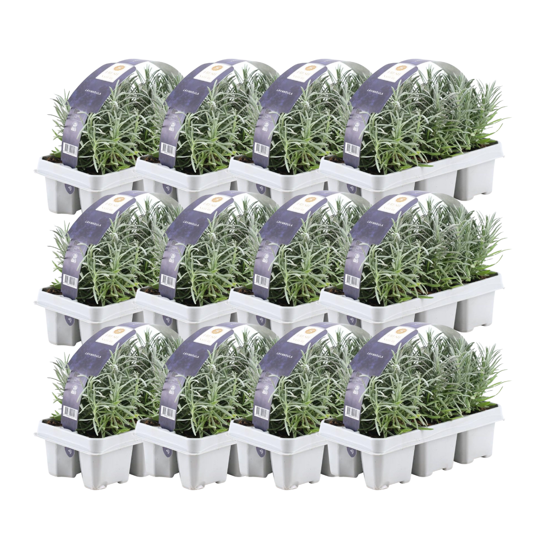 Lavande vraie en godet - Lavandula angustifolia - 72 plants