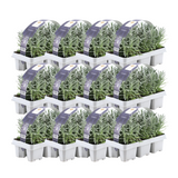 Lavande vraie en godet - Lavandula angustifolia - 72 plants