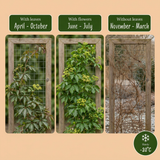 Vigne vierge de Henry - Parthenocissus henryana - H 35 cm, pot Ø9 cm - photo 5