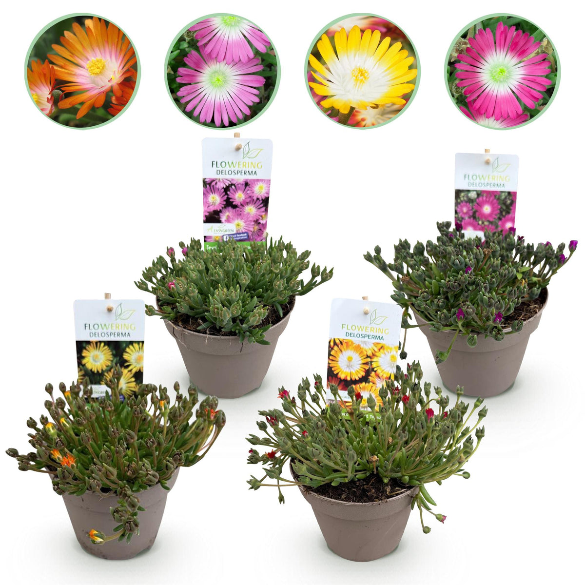 Delosperma Jewel of Desert en mélange - 4 plants - H 17 cm, pot Ø14 cm