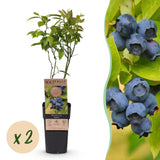 Myrtillier Patriot - H 50 cm, pot Ø15 cm
