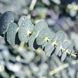 Eucalyptus gunnii - 2 plants - H 40 cm, pot Ø17 cm