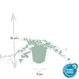 Petite pervenche Alba en godet - Vinca minor - H 10-25 cm, pot Ø9 cm - photo 3