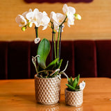 Orchidée Phalaenopsis blanche Mineral Amabilis et succulente - coffret Diamond Pearl sable
