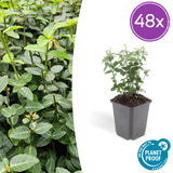 Fusain rampant radicans en godet - Euonymus fortunei var. radicans - H 10-25 cm, pot Ø9 cm