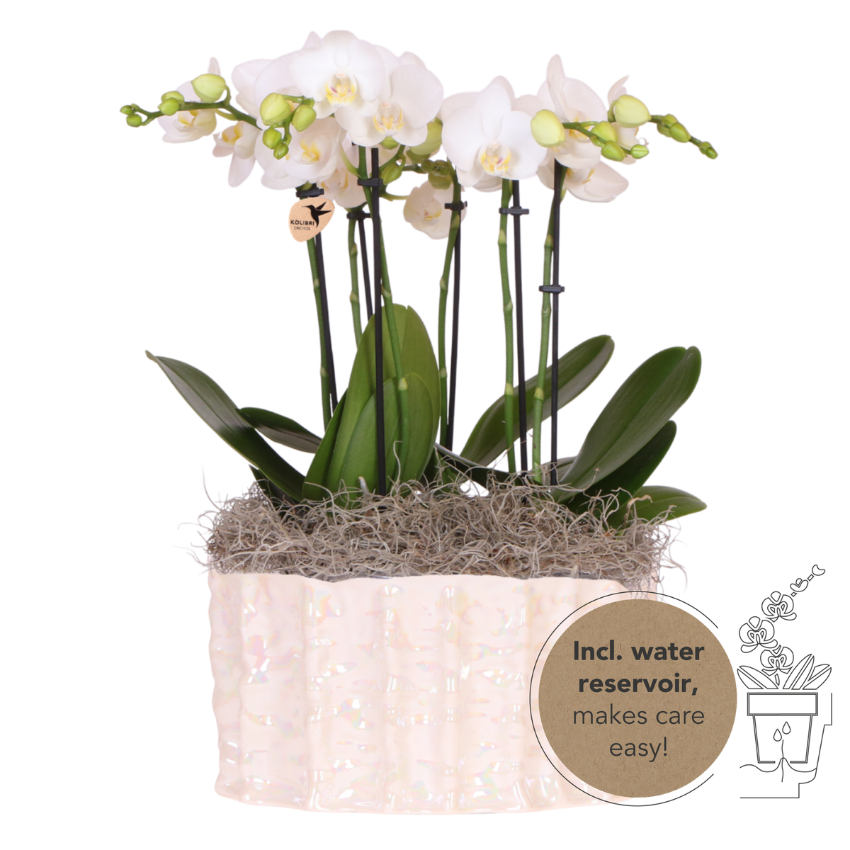Orchidées Phalaenopsis blanches Mineral Amabilis en coupe Oyster - bouquet de 3